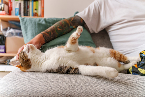 tabby-and-white cat lying on their side on a grey sofa with their belly showing. A man sits next to them holding out a tattooed arm to stroke their head