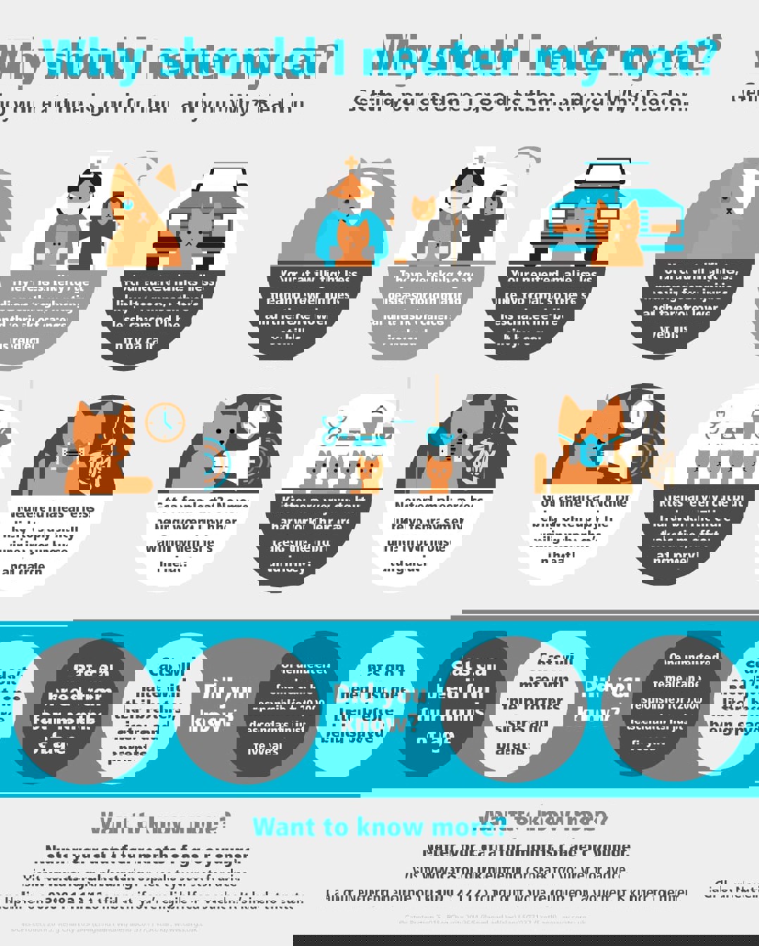 neutering advice graphic for world spay day