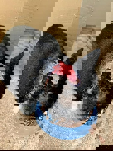 black-and-white cat with red, open wound on its head eating from blue cat food bowl