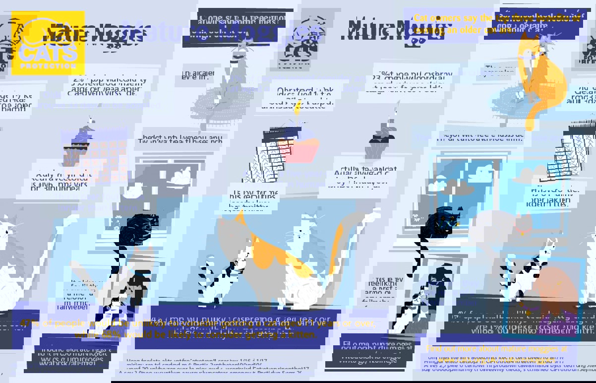 Guide to the benefits of adopting older cats