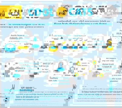Infographic on keeping cats hydrated in summer
