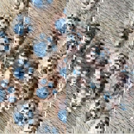 Isobel Davies entry to cat-themed bake off