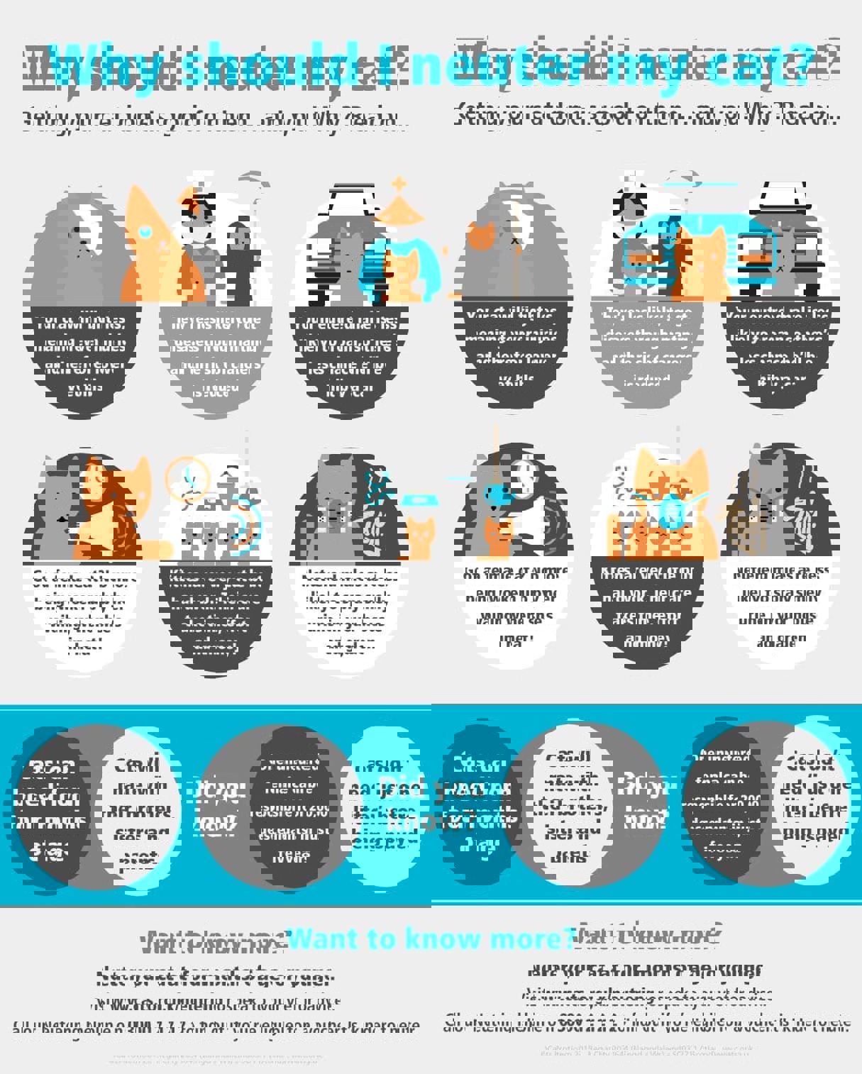 Neutering advice graphic for cats