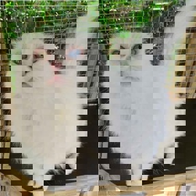 Crystal a cat with no ears in Cats Protection Brighton