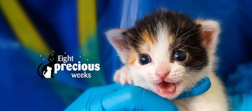tortoiseshell-and-white newborn kitten held in blue gloved hand with 'Eight precious weeks' text