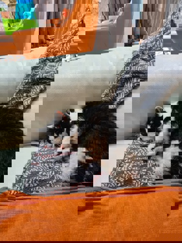 black-and-white cat sleeping on grey sofa