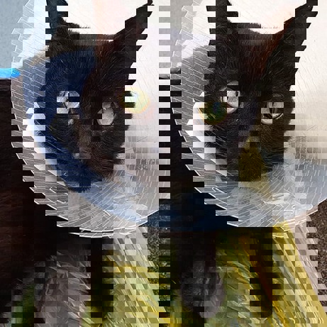 Romeo the cat in his surgical cone