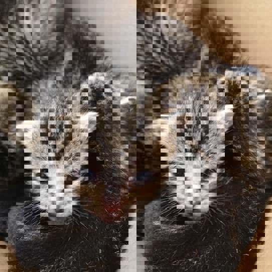 Tiny tabby kitten litter