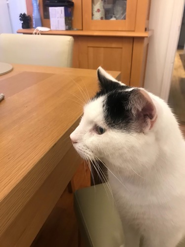 black-and-white cat sat on dinging chair next to wooden table