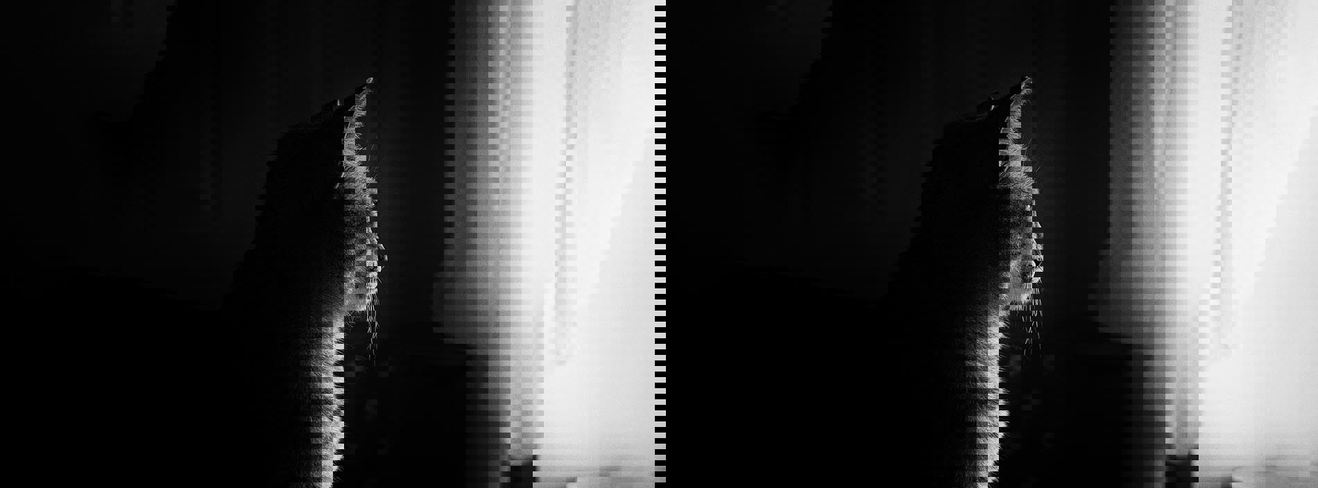 Coping with the loss of a cat