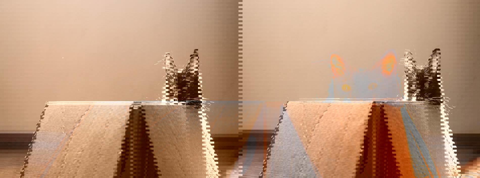 Moving home with your cat