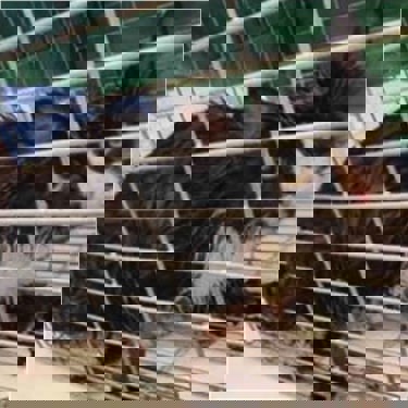 Abandoned cat found drenched