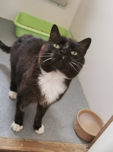 black-and-white cat standing in cat pen
