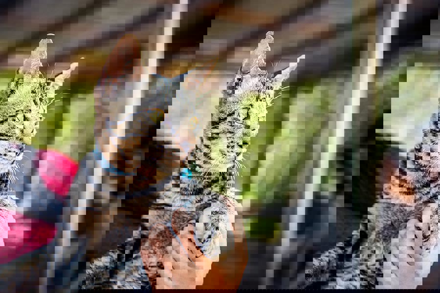 Choosing a cat collar