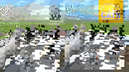 Playing with dogs to help cats