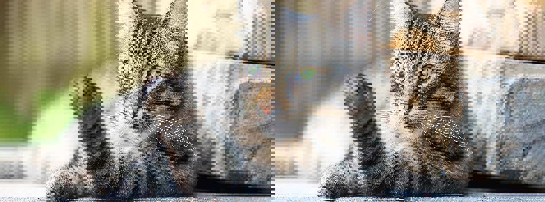 How to trim cat claws