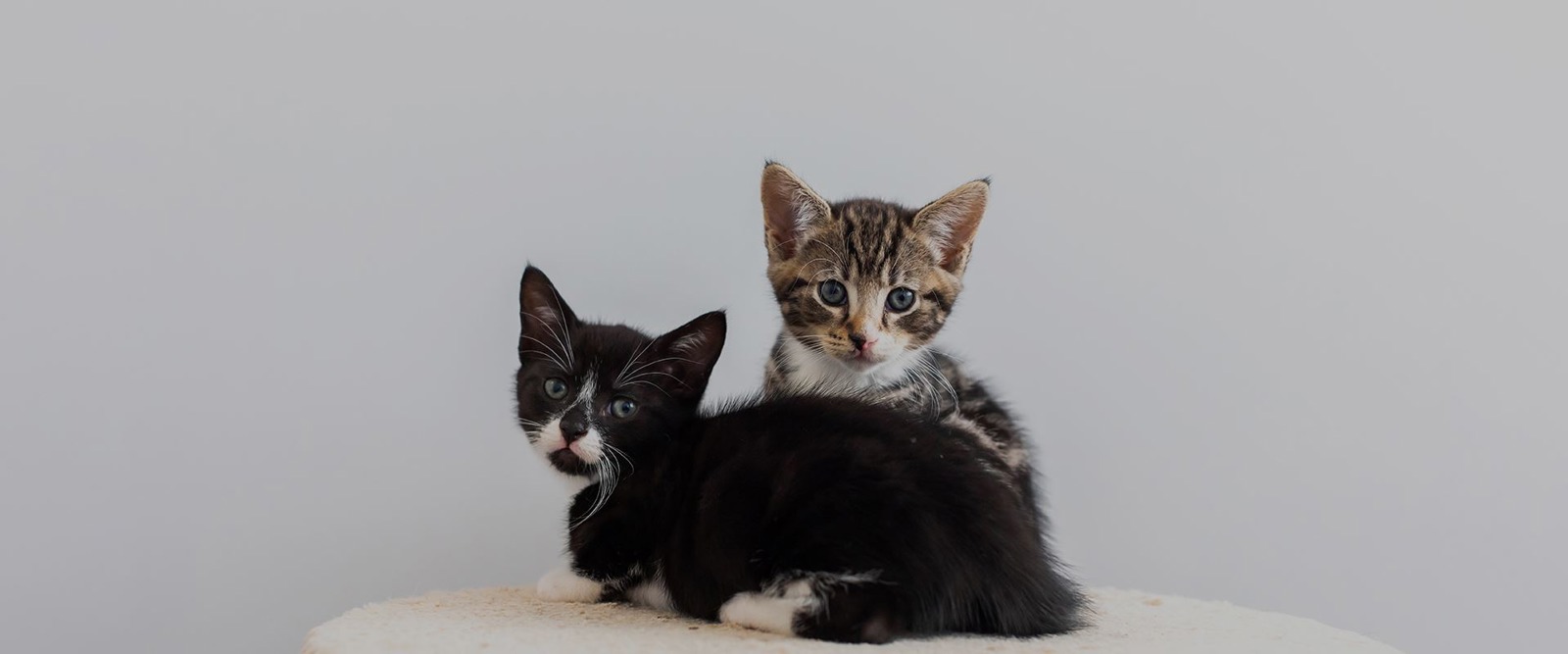 Cats Protection Kent Cat Centre