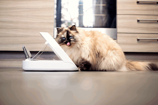 Cream-and-brown longhaired Ragdoll cat sat next to Sure Petcare microchip pet feeder