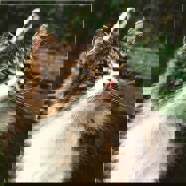 Long haired tabby cat