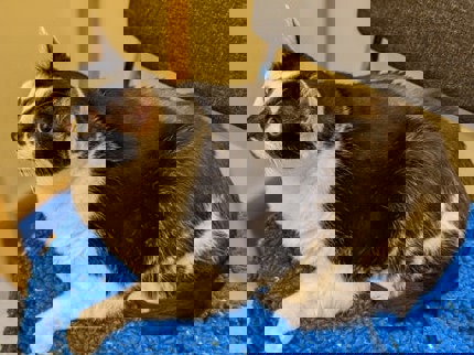 Paisley the black and white overweight cat