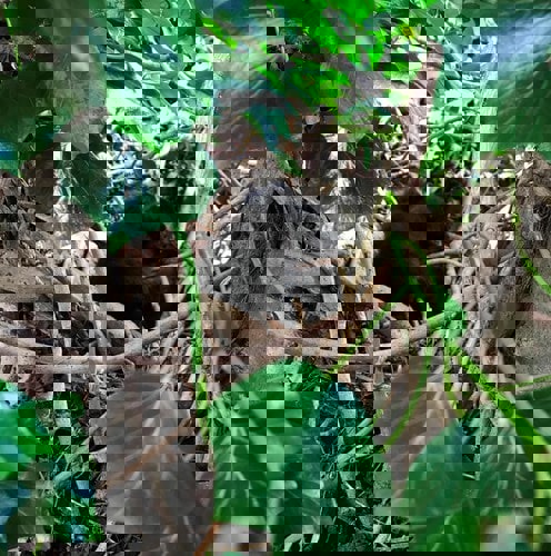 Black newborn kittens in bird's nest in tree