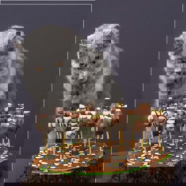 Grey cats looking at chocolates