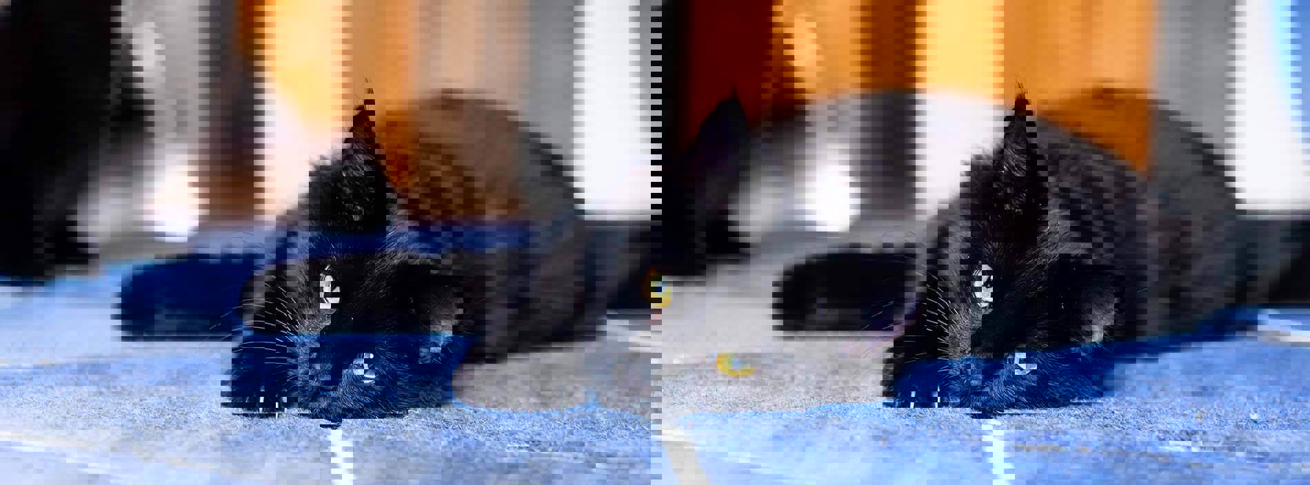 Taking care of your cat during the cost-of-living crisis