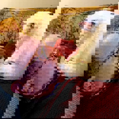 man with short grey hair and glasses wearing red jumper with long-haired white cat sat on his chest with its paw on his mouth