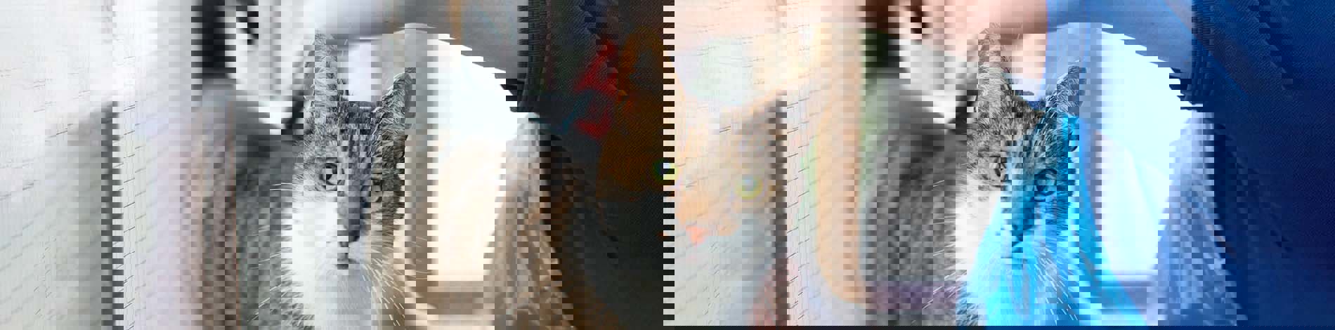 Antibiotics for cats