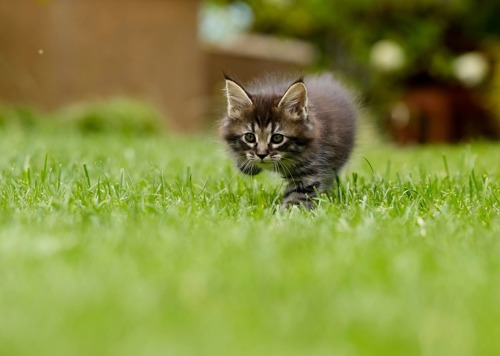 long-haired brown tabby kitten stalking across grass lawn