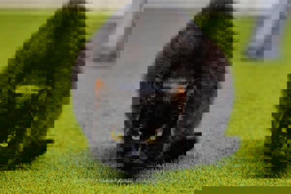 Why does my cat wiggle before pouncing?