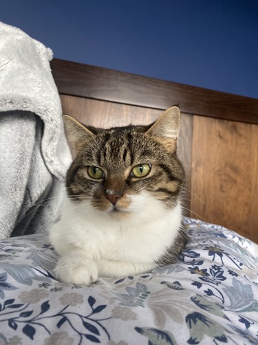 tabby cat looking at the camera