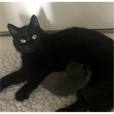 Black cat and kitten