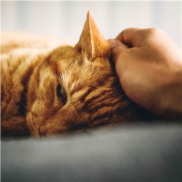 Ginger cat having its head scratched