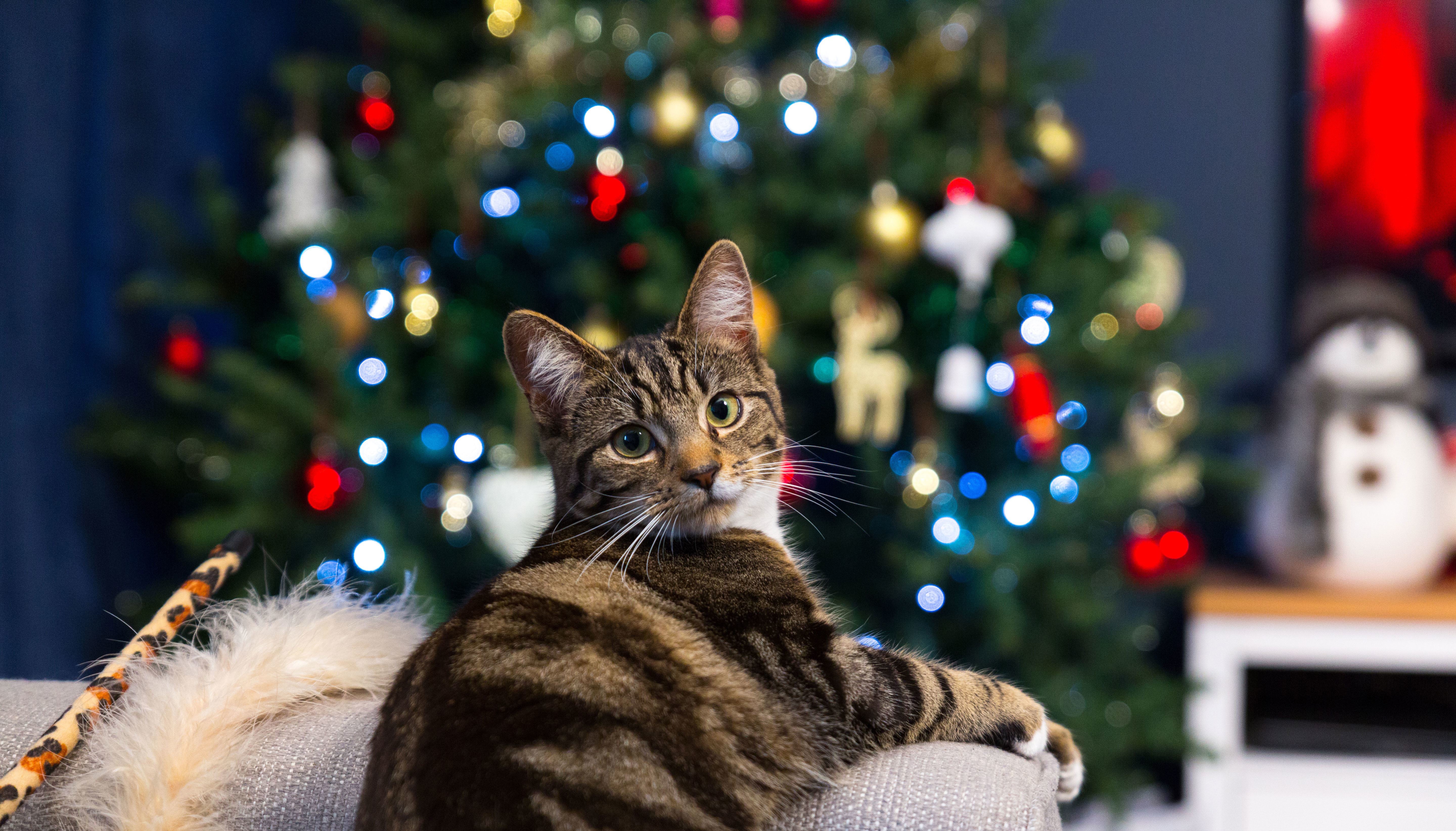 Tabby cat against backdrop of Christmas tree