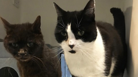 black cat and black-and-white cat in Cats Protection adoption centre pen
