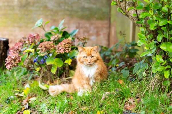 5 natural ways to stop cats pooing in your garden