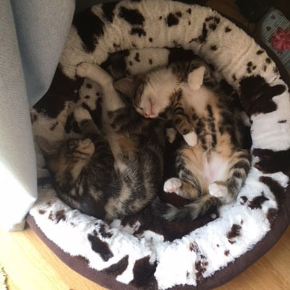 Tabby and white kittens Emma and Eira