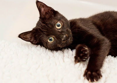 black kitten lying on white fleece