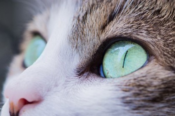 Can cats see in the dark? And other cat eyesight fact