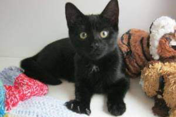 Norfolk volunteers mark branch’s 5th birthday despite lockdown