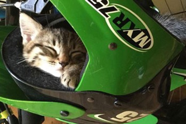 10 facts about cats and sleep