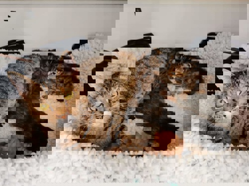 Brown tabby cat with litter of tiny kittens