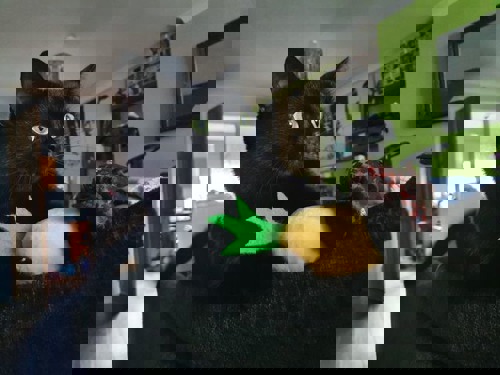 black cat sitting on back of black sofa with pineapple toy