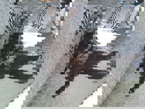 black cat sitting up on grey sofa