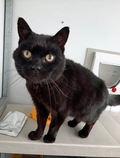 Black cat Jess in care standing on a desk; please credit Cats Protection
