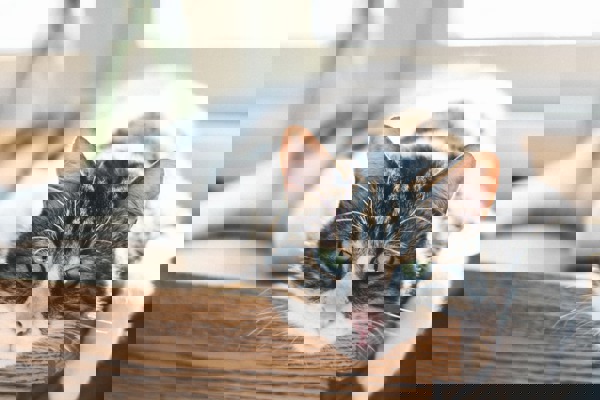 How long do pet cats live?