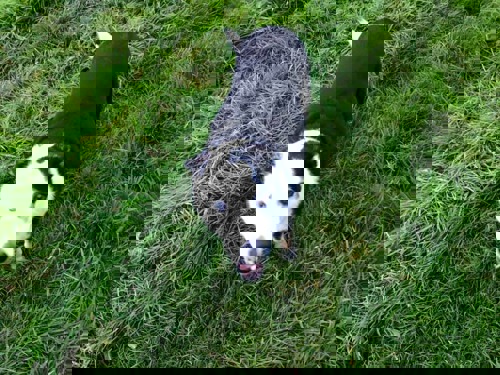 black-and-white dog standing on grass