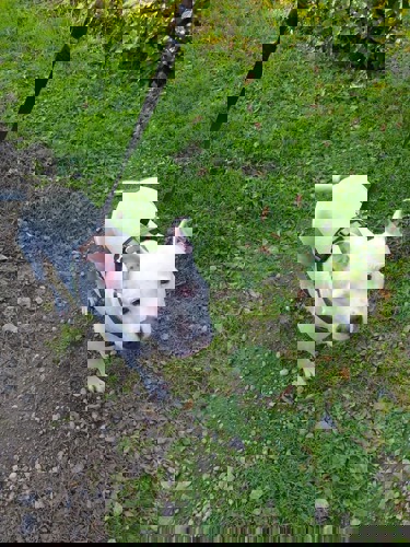 white dog on lead standing on green grass