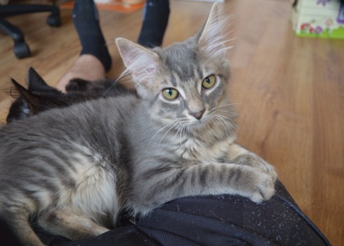 Silver tabby kitten sitting on human's lap